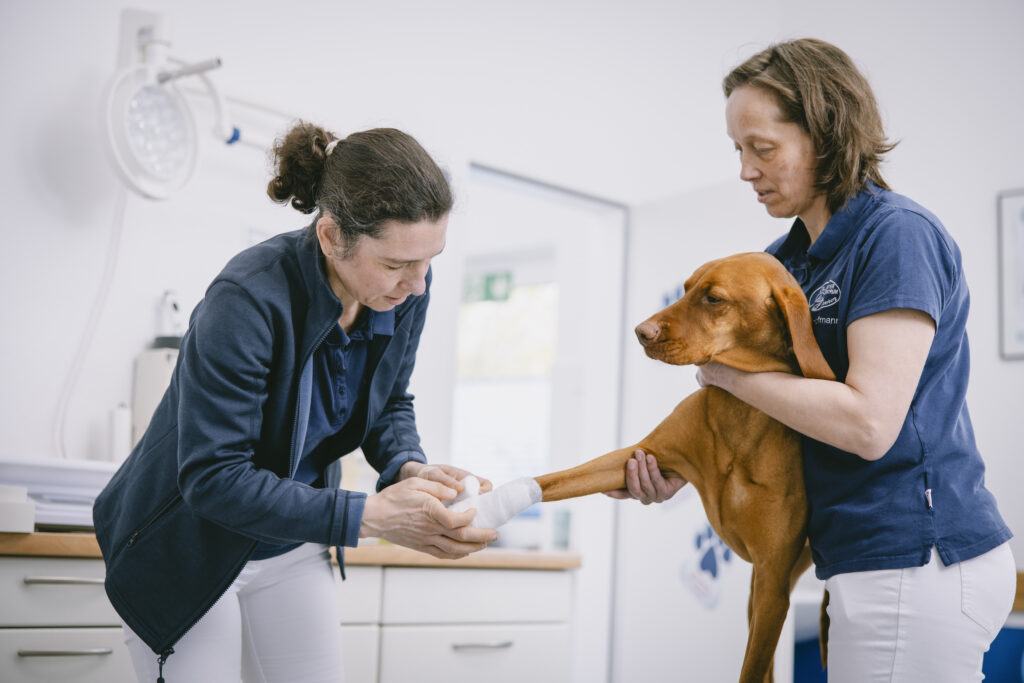 Eine TFA hält den Körper eines braunen Hundes, während die Tierärztin ihm die Vorderpfote verbindet.
