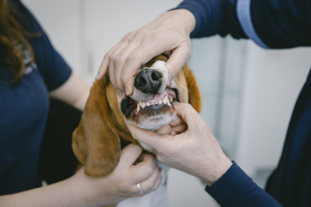 Zwei Personen in dunkelblauer Kleidung untersuchen die Zähne eines Hundes mit braun-weißem Fell und langen Schlappohren, indem sie die Lefzen anheben.