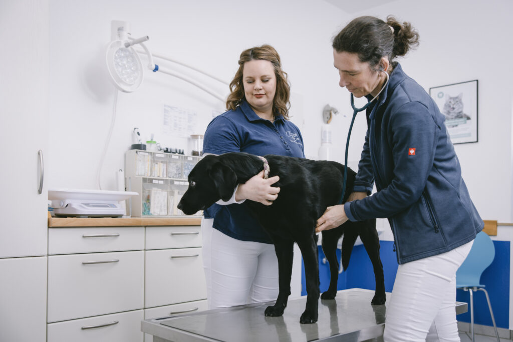 Eine Tiermedizinische Fachangestellte hält einen schwarzen Hund auf einem Behandlungstisch, während die Tierärztin den Brustbereich mit einem Stethoskop abhört.