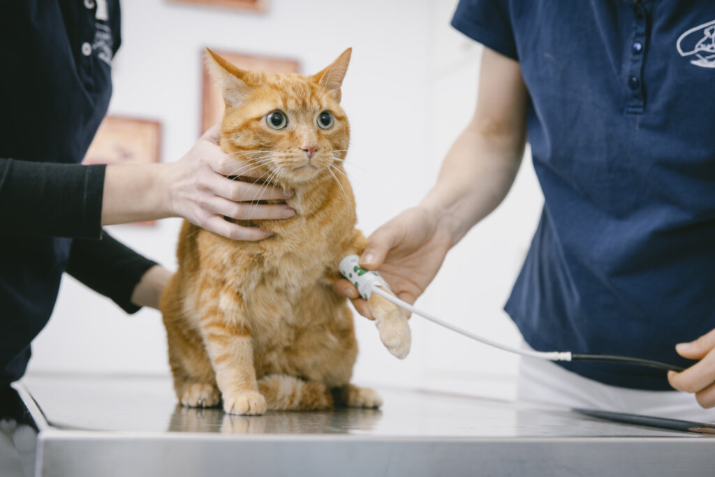2-Blutabnahme-Katze-Kleintierpraxis am Falkenhof Getigerte Katze wird auf dem Untersuchungstisch gehalten, an der Pfote ist ein Messsensor angebracht.