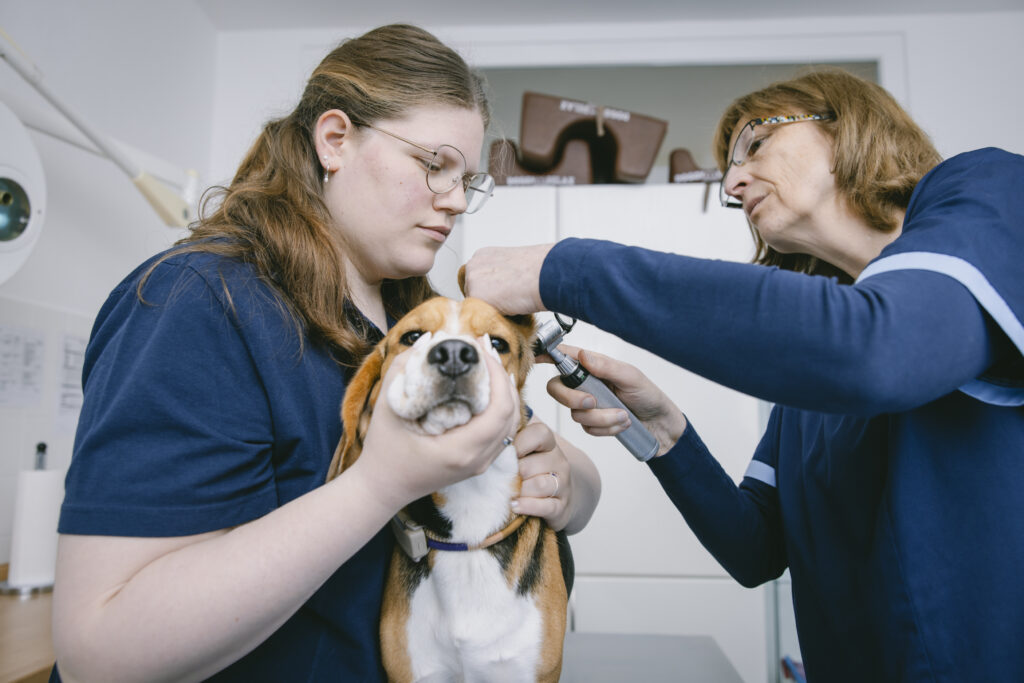 Eine Tiermedizinische Fachangestellte hält einen braun-weißen Hund an Schnauze und Rücken auf einem Behandlungstisch, während eine Tierärztin die Ohren untersucht.